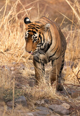 Tigress T60 cub at Ranthambore Tiger Reserve
