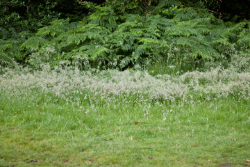 English countryside scene showing ferns and weeds with copy space in foreground