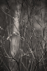 Tree branches