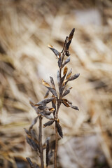 old lupin on the field