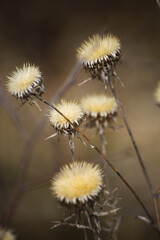 cirsium