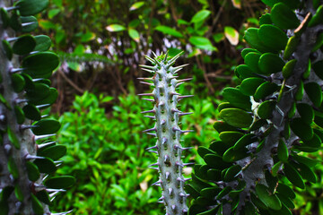 Beautiful trunk, leaves and spiky thorns of the cactus