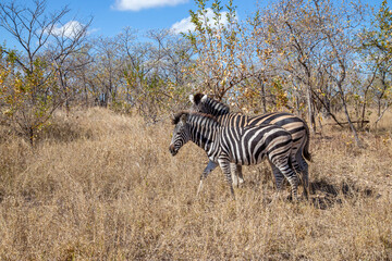 Fototapeta na wymiar zebra herd in wild Africa wintertime with dry tall grass and thorn trees