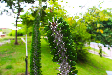 Beautiful trunk, leaves and spiky thorns of the cactus
