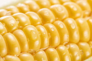 採れたての新鮮なトウモロコシ