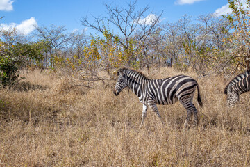 Fototapeta na wymiar zebra herd in wild Africa wintertime with dry tall grass and thorn trees