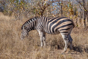 zebra herd in wild Africa wintertime with dry tall grass and thorn trees