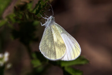 butterfly on a leaf