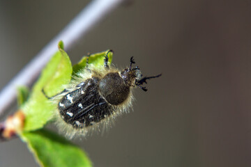 bee on a flower