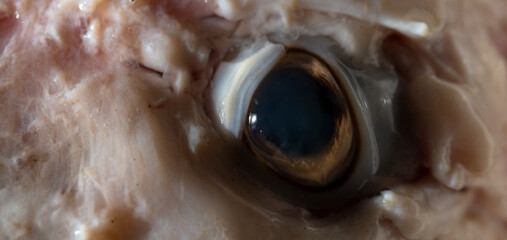 Sheep meat in water. The head of the animal without the skin. The eye of a slaughtered animal....