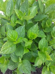 mint leaves in the garden