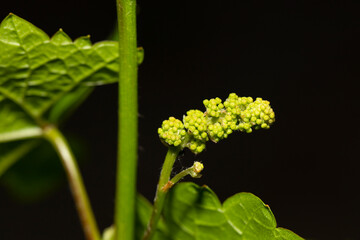 Young, green shoots on a grape Bush. Wine-making. Viticulture-vine flowers on a greenery background. Technology of wine production in Moldova.