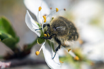 bee on a flower
