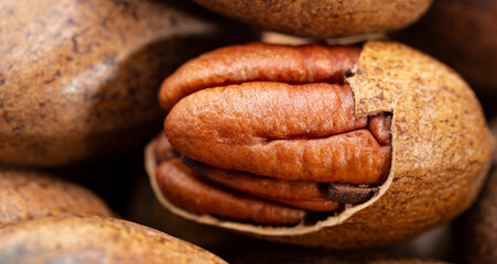 Pecan (Carya illinoinensis) is a species of hickory native to northern Mexico. The seed is an edible nut.