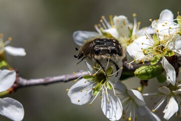 bee on a flower