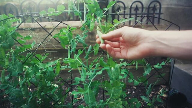 Gardener examining young pea plants in the springtime