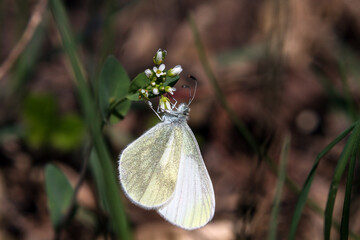 butterfly on a green leaf