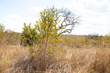 Fototapeta premium African savannah grassland in the winter with tall dry grass and blue skies thorn trees and mountains
