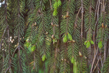 Spruce branches with cones. With copy space.