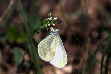 white butterfly on a green leaf