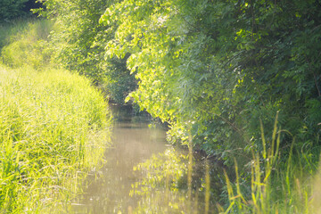 Sommerliches Ufer, Bach mit üppig grünem Ufer
