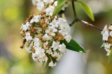 Schneeball Blüte I.
