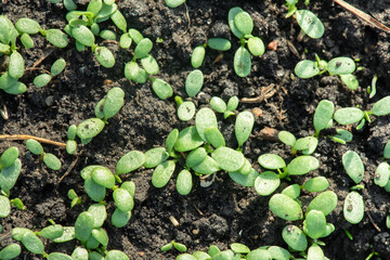 A clover seedlings is growing in the soil close up.