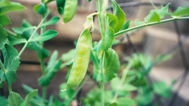 fresh peas growing on a vine in the garden