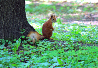 tired pensive squirrel resting in the shade of a tree