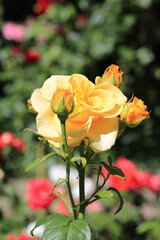 bright beautiful rose in a botanical garden