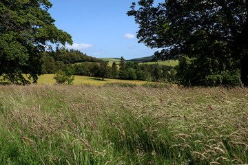 Fototapeta premium Scenic Meadow and Farmland View in Summer