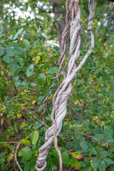 twisted tree branch with green leaves out of focus with grain