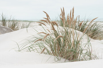 Dünenlandschaft an der Nordsee