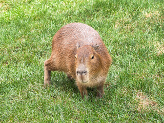 Capybara (hydrochoerus hydrochaeris) walking on the grass