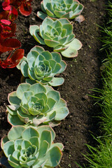 A row of rose-shaped Echeveria peacockii blue-grey succulent plants.