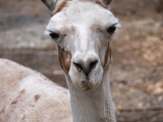 Fototapeta premium Llama Stare closeup face animal portrait