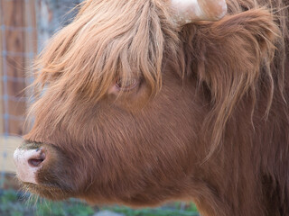 Brown bull highland cattle, highland cow, closeup