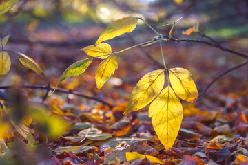 Dry yellow leaves on tree branch near ground, soft selective focus. Mid autumn.