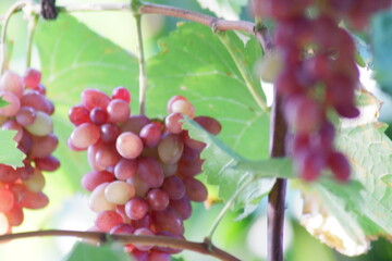 red ripe grapes