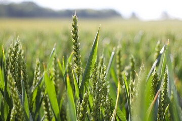 Beautiful image of cornfield in spring with copy space on white sky