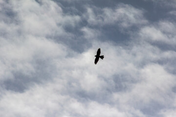 Fototapeta premium 空を自由に飛び回る鳥