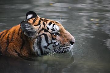Fototapeta na wymiar The tiger animal wildlife rest in the river near canal at thailand