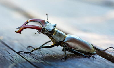 Male stag beetle (Lucanus cervus) on a garden table close-up.