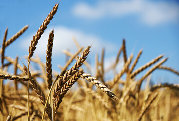 Field with spelt, old grain variety, copy space
