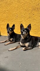 Hermosos perros gemelos raza Pinscher