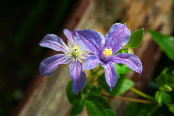Close-up of purple flowers with drops. Wet flowers shine after the rain.