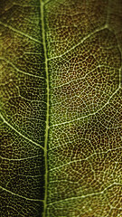 
green leaf macro photography lines on the leaf plant cells tubules in the leaf seasons spring summer ecology vegetarianism food