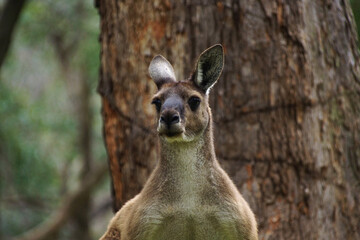 Head of male Western Grey Kangaroo in its natural habitat in Southwest Western Australia, frontal...
