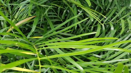 green grass on the ground