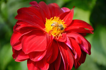 red and yellow dahlia flower 
